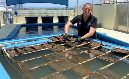 PhD candidate Tracey Read checking samples at Sea World on the Gold Coast. 