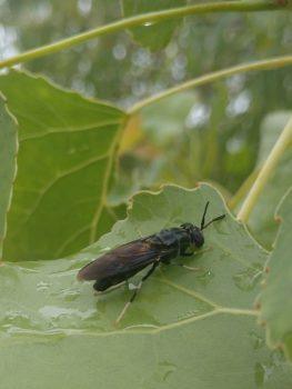 Adult black soldier flies look similar to wasps, but without the stinger.
