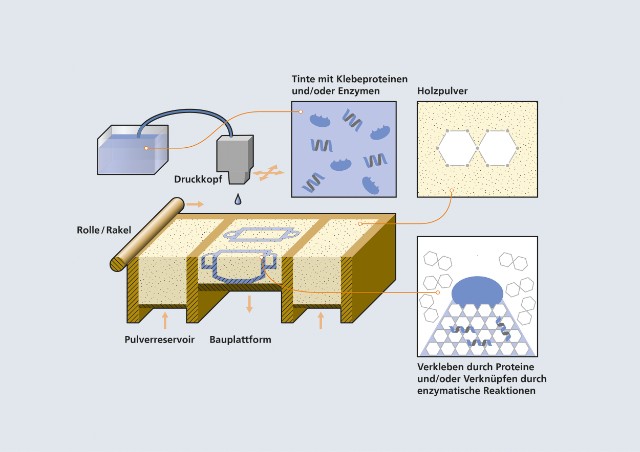 So könnte der insekteninspirierte Klebstoff in Kombination mit Holzpulver für das 3D-Druck-Verfahren Binderjetting eingesetzt werden 