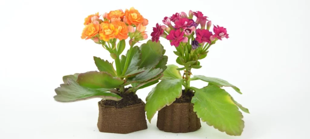 Flower planters 3D printed from used coffee grounds.