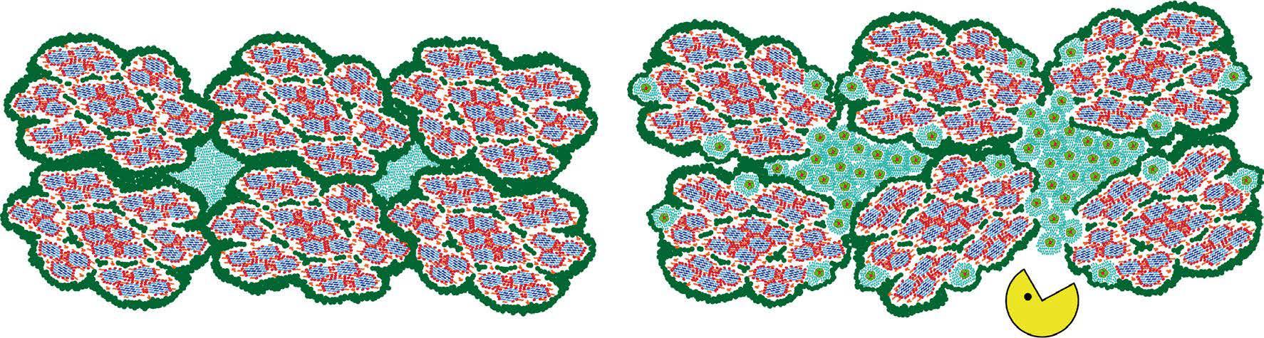 Model of poplar macrofibril assembly without (left) and with callose deposition (right). Callose self-aggregates in between macrofibrils, which explains the observed increase in secondary cell wall porosity. The range of pore size affected is 4–30 nm, which is in the size range of hydrolytic enzymes. As such, callose is believed to act as a hydrophilic spacer of secondary cell wall polymer, further promoting access to hydrolytic enzymes for subsequent saccharification