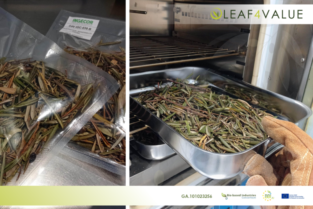 Olive leaf samples by INGECOR, OLEAF4VALUE partners