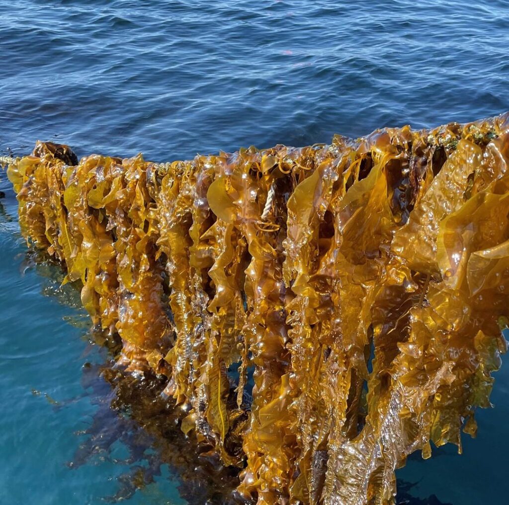 Large-scale kelp cultivation can become a cost-effective and sustainable ocean-based carbon removal solution. Photo: Daniel Gløsen/SINTEF Ocean