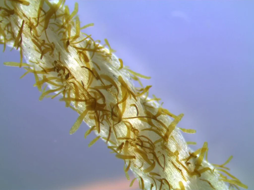 The seaweed seedlings grow fast in the beneficial conditions on the coast of Trøndelag, and are ready to be harvested in the spring/summer of 2024. 