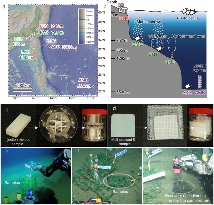 Microbial decomposition of biodegradable plastics on the deep-sea floor ...