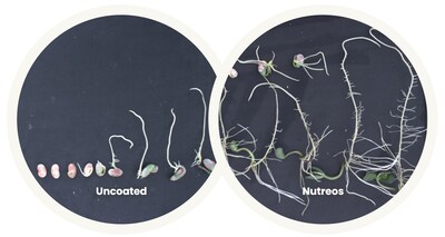 Germination results of Nutreos micropplastic-free seed treatments
