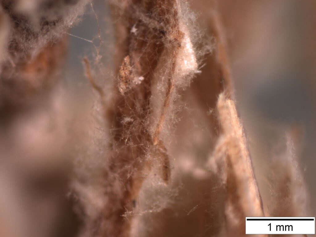 Myzel des Pilzes Ganoderma resinaceum auf natürlichem Substrat aus locker zusammenliegen-den Strohpartikeln von durchschnittlich 2 cm Länge, welche zuvor mittels Hammermühle aufge-schlossen worden sind.