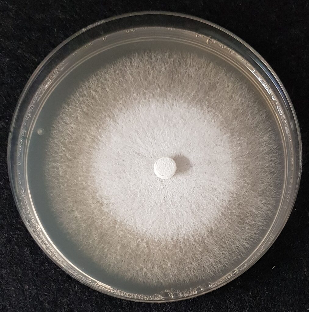 Colony of the fungus Ganoderma resinaceum in a petri dish (9 cm diameter) on malt extract laboratory medium after 4 days of growth. In the centre is the inoculum, from which the colony spreads. The older area of the colony with strong cross-linking of the hyphae is bright white, followed by the younger area further out, in which rapid polar hyphae growth directed away from the inoculum takes place for substrate colonisation.