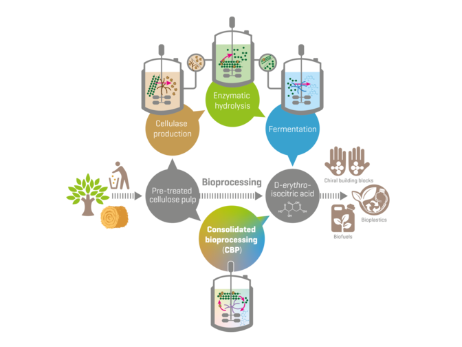 Konventionelle Bioprozesse nutzen drei separate Schritte, um Zellulose in Produkte wie Bioplastik und Biotreibstoffe umzuwandeln. Die konsolidierte Bioprozesstechnik (CBP) kombiniert alle Schritte in einem einzigen Reaktor.