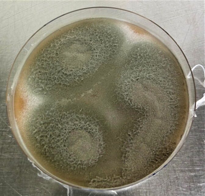 Drei Kolonien von Talaromyces verruculosus in einer Petrischale