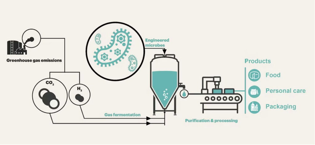Circe’s microbes have been metabolically engineered to take in greenhouse gases like CO2 and use them to manufacture valuable materials for a variety of industries.