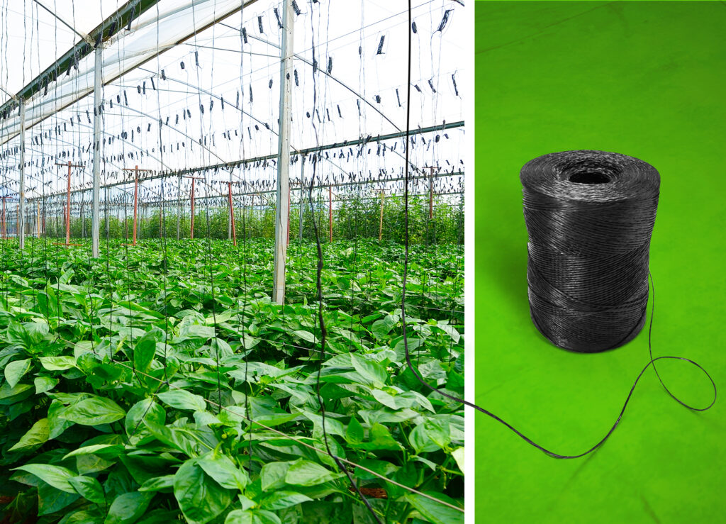 Jetzt aus zertifiziert kompostierbarem ecovio®: schwarze Pflanzschnüre, die in kommerziellen Gewächshäusern für den Anbau von einjährigem Obst und Gemüse als Rankhilfen eingesetzt werden