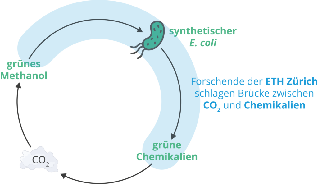 Ein Kreislauf für die Herstellung erneuerbarer Chemikalien wie etwa Kunststoffe durch Methanol verwertende Bakterien © ETH Zürich