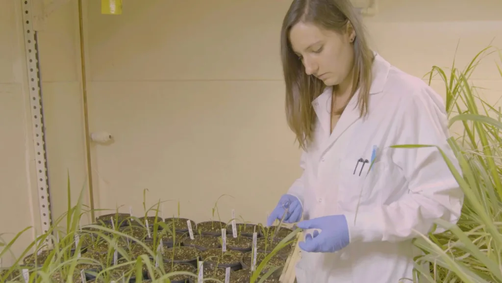 Eleanor Brant collecting leaf samples for molecular analysis of gene edited sugarcane.