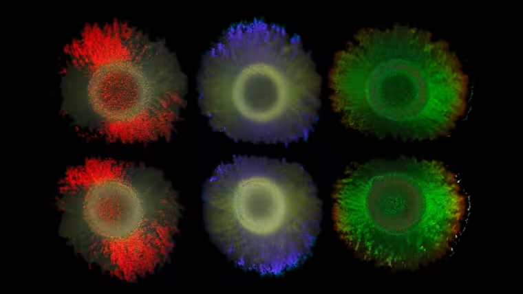 The colours of the marine bacterium Marinobacter alginolytica are due to ordered bacterial cells forming a photonic crystal, producing colour by interference effects.