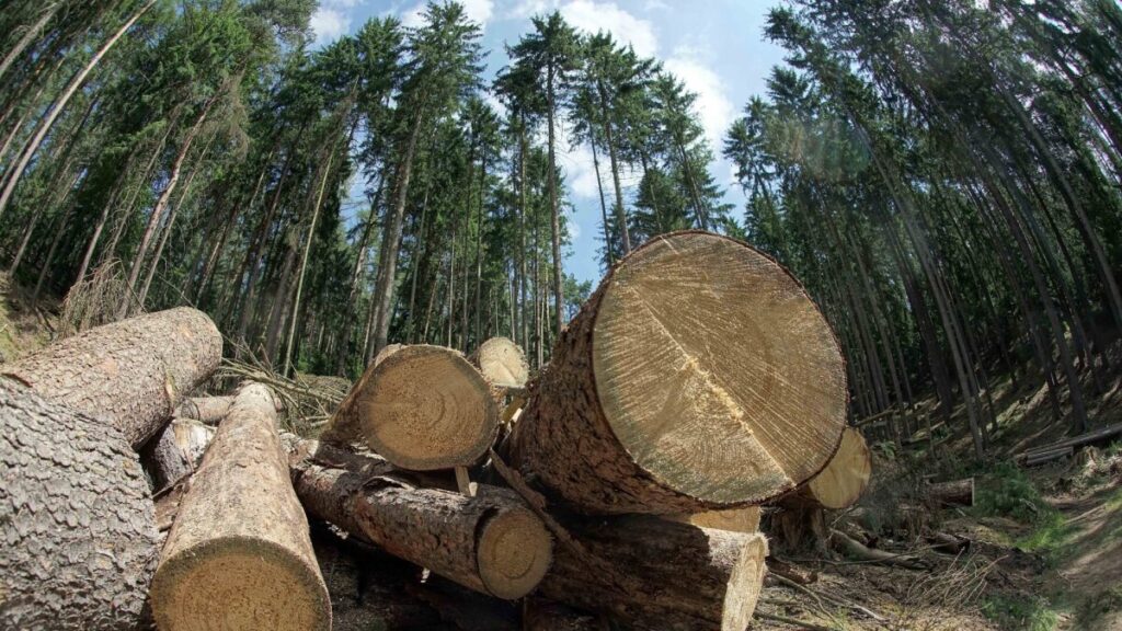 Gefällte Bäume in einem Forst bei Stadtroda. In der Holzindustrie fallen große Mengen Lignin an, den die Forschenden vom Abfallprodukt zum Wertstoff aufwerten wollen.
