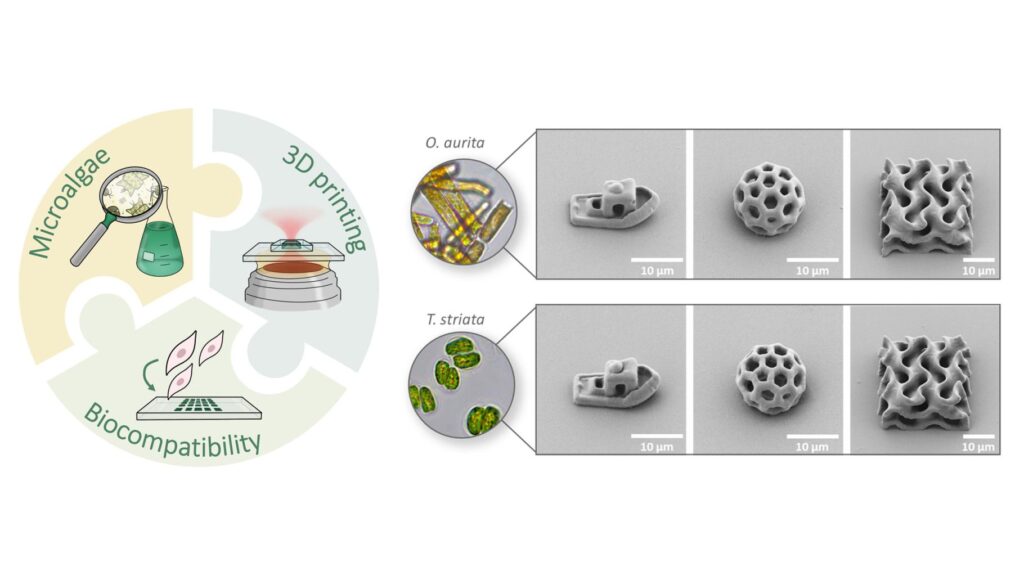 Mit dem neuen Tintensystem auf Basis der Mikroalgen Odontella aurita und Tetraselmis striata können komplexe 3D-Mikrostrukturen mit hoher Qualität und Präzision hergestellt werden.