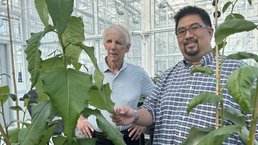 Bob Kelly (l) and Jack Wang look over trees in a greenhouse on Centennial Campus. 