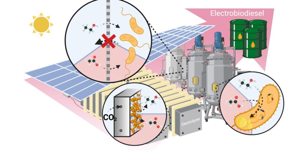 Researchers in the labs of Joshua Yuan, at the McKelvey School of Engineering, and Susie Dai, at the University of Missouri, used electrocatalysis of carbon dioxide to turn carbon dioxide into intermediates that are then converted by microbes into lipids, or fatty acids, and ultimately became biodiesel feedstock. The process is much more efficient than photosynthesis and uses significantly less land than soybean-based biodiesel.