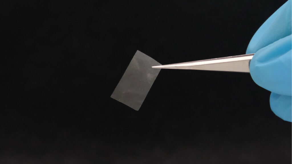 The thin mycelial film is almost transparent and has good tensile strength. It could be used as a living bioplastic.