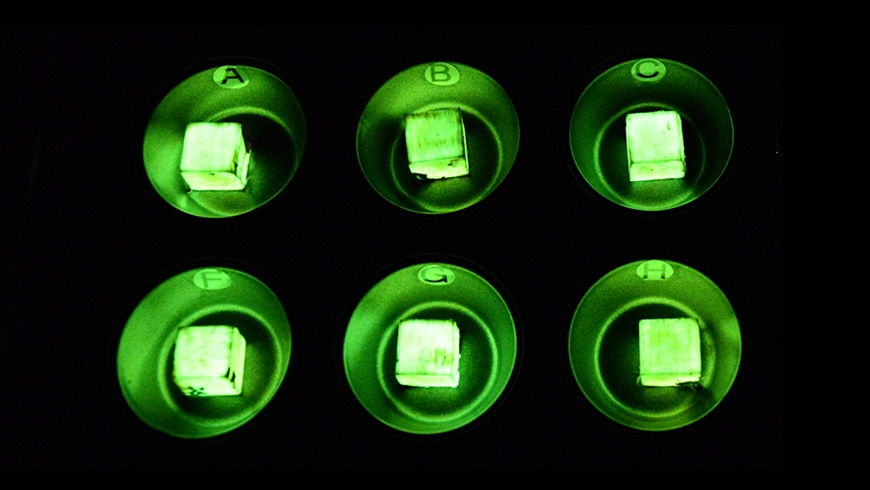 Holzproben, die mit dem Hallimasch-Pilz Desarmillaria tabescens behandelt wurden, leuchten grün in der Dunkelheit. 