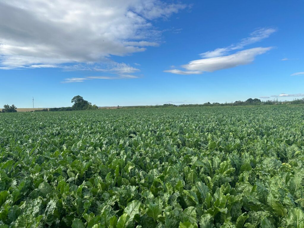 Fig.1: Trial Site Overview (Jul 2025)