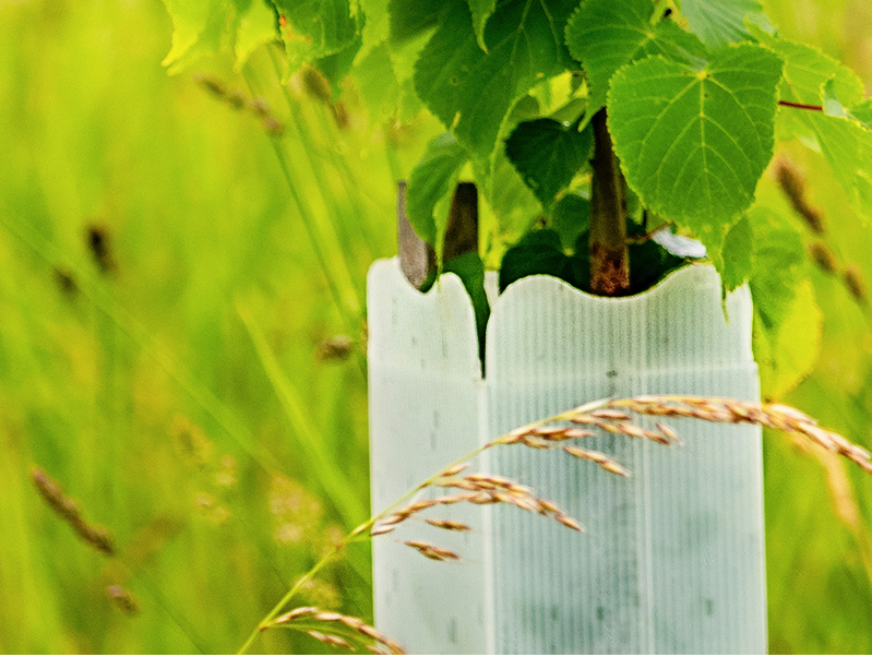 Biologisch abbaubare Wuchshüllen schützen junge Bäume vor Verbiss – und zersetzen sich nach Gebrauch rückstandsfrei im Boden. Eine umweltfreundliche Lösung für die nachhaltige Forstwirtschaft