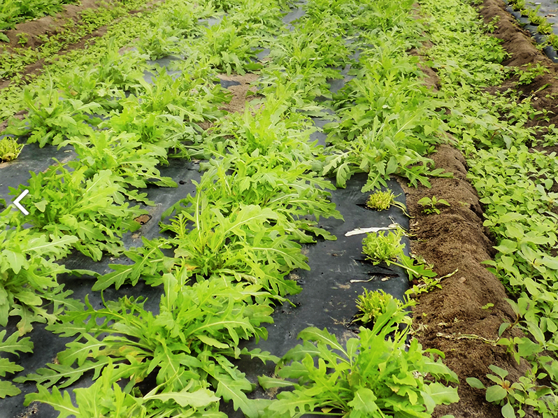 Eine biologisch abbaubare Mulchfolie unterdrückt Unkraut und fördert das Pflanzenwachstum – nach der Ernte kann sie einfach im Boden verbleiben und zersetzt sich vollständig, ohne Mikroplastik zu hinterlassen.