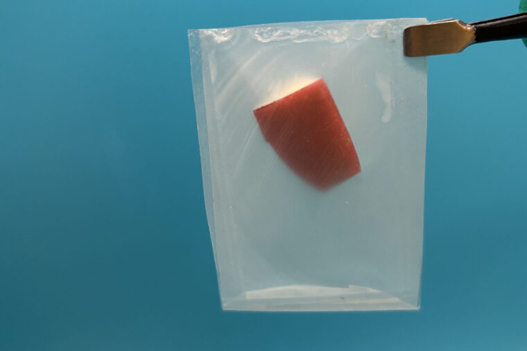 LEAFF bioplastic packaging holds an apple slice. The original form of this fermented sugar-based plastic requires high-temperature composting to degrade, but WashU’s engineers have a new form of this packaging that degrades into harmless organic material at room temperature. (Photo: Puneet Dhatt)