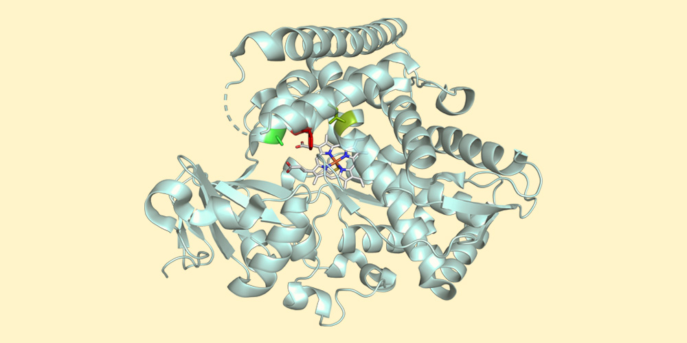 Chemists have modified a natural enzyme so that a specific chemical reaction can be carried out with high precision and efficiency. (Image: University of Basel, Xiang Zhang)