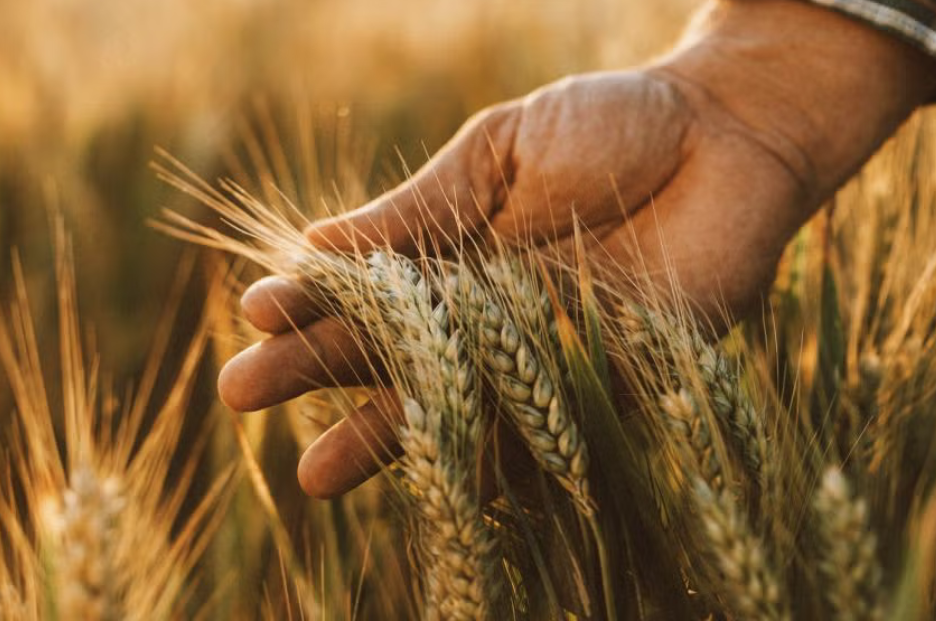 UC Davis scientists have developed wheat plants that can stimulate the production of their own fertilizer.
