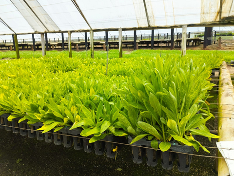 Genomines' hyperaccumulator plants for nickel phytoextraction.