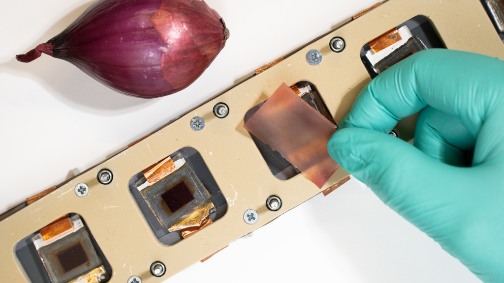 A film dyed with red onion skin extract and dye-sensitised solar cells. The films were placed on top of the solar cells in the study.