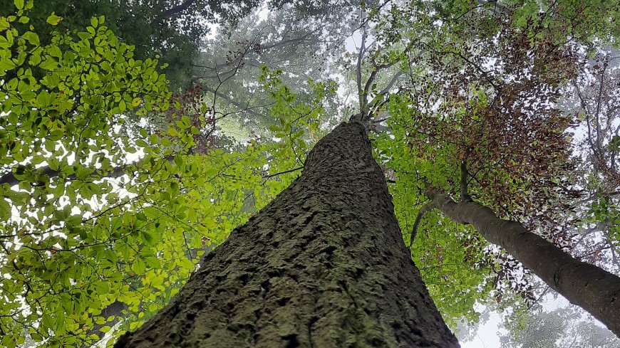 Mikro- und Nanoplastik belastet nicht nur Meere, Flüsse und Äcker, sondern auch Wälder. 