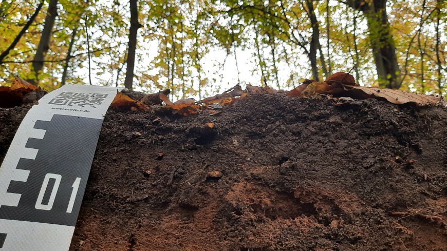 Für die Studie entnahm das Forschungsteam Proben an vier Waldstandorten. 