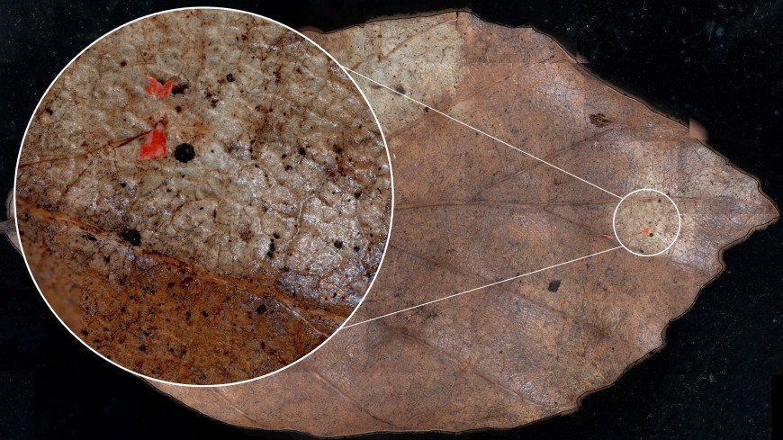 Das Forschungsteam entwickelte eine angepasste Methode, um Mikroplastik von Blattoberflächen zu analysieren. 