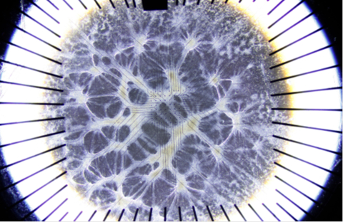 Human neurons on electrodes