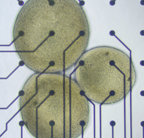 Brain organoids on electrodes 