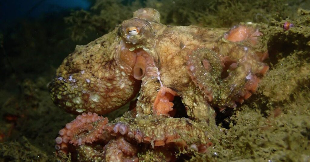 An octopus camouflages itself with the seafloor. UC San Diego scientists have discovered a new way to produce large amounts of xanthommatin, a natural pigment used in animal camouflage, in a bacterium for the first time. 