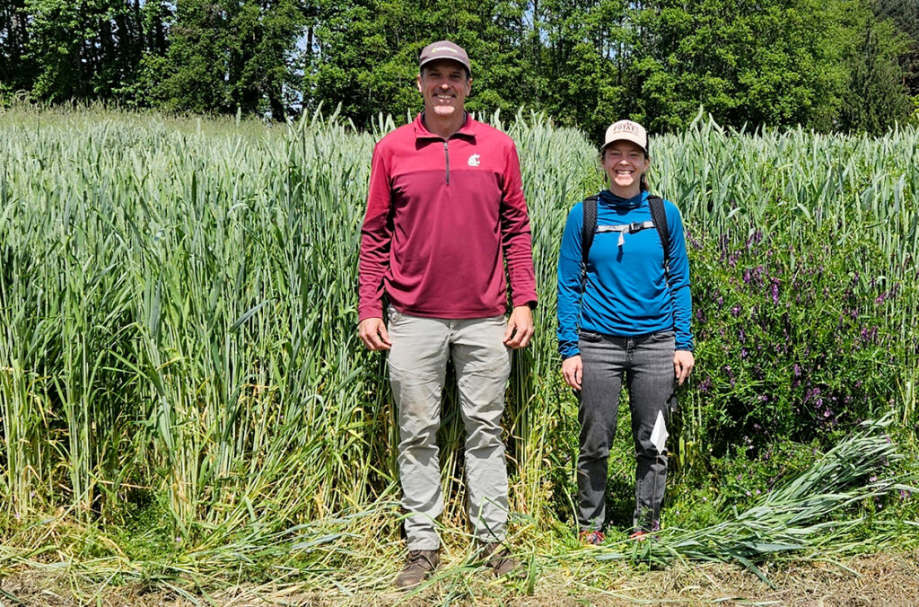 Doug Collins and Teal Potter, co-authors on the new paper, stand in a field of triticale. The cover crop was grown to study its viability as a biofuel
source