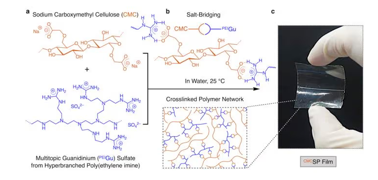 This graphic shows, how cellulose and Polyethylen-Imin-Guanidinium join in water, to form the first cellulose-based bioplastic with transparency like glass. the researchers found later, how to modify these properties with help of the organic salt Cholinchlorid. 