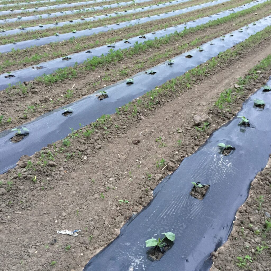 Salatpflanzen wachsen in Reihen auf schwarzer Mulchfolie in einem Freilandbeet unter sonnigem Himmel.