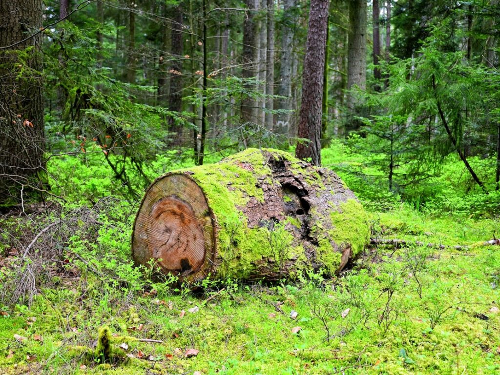 A large log in the middle of a forest – PHOTO: UNSPLASH/ MA TI