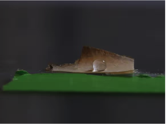 A drop of water sits on top of mycellium coated cellulose nanofibrils used to make plastic-free packaging. It’s part of a test to see how well a surface of the nanofibrils resists water in the lab. 