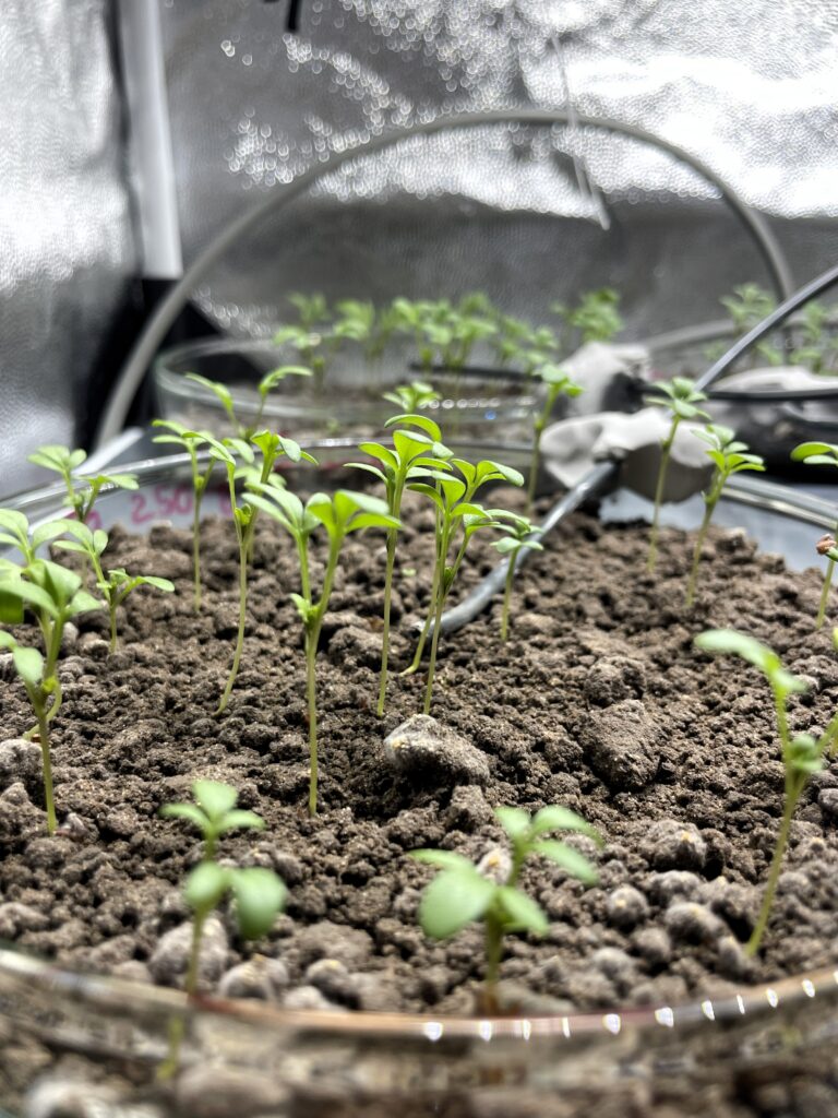 Die Prüfverfahren der DIN SPEC 19296 zeigen, ob der Boden nach dem Abbau der textilen Fragmente belastet ist oder weiterhin als Lebensraum für Pflanzen und Organismen funktioniert.