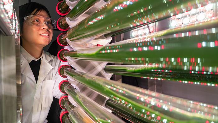 Professor Susie Dai hopes to build bigger versions of her bioreactors going forward that could be adopted for wastewater treatment and other pollutant removal purposes.