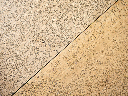 Numerous native hardwood species can be processed into spalted wood, such as ash (above) and maple (below). Image: Empa