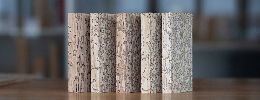 Spalted wood: The black lines consist of the natural pigment melanin, which is formed by the sac fungus as it colonizes the wood