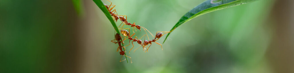Formic acid, first discovered in ants, could soon be produced from captured CO2, opening the door to more sustainable consumer products. 