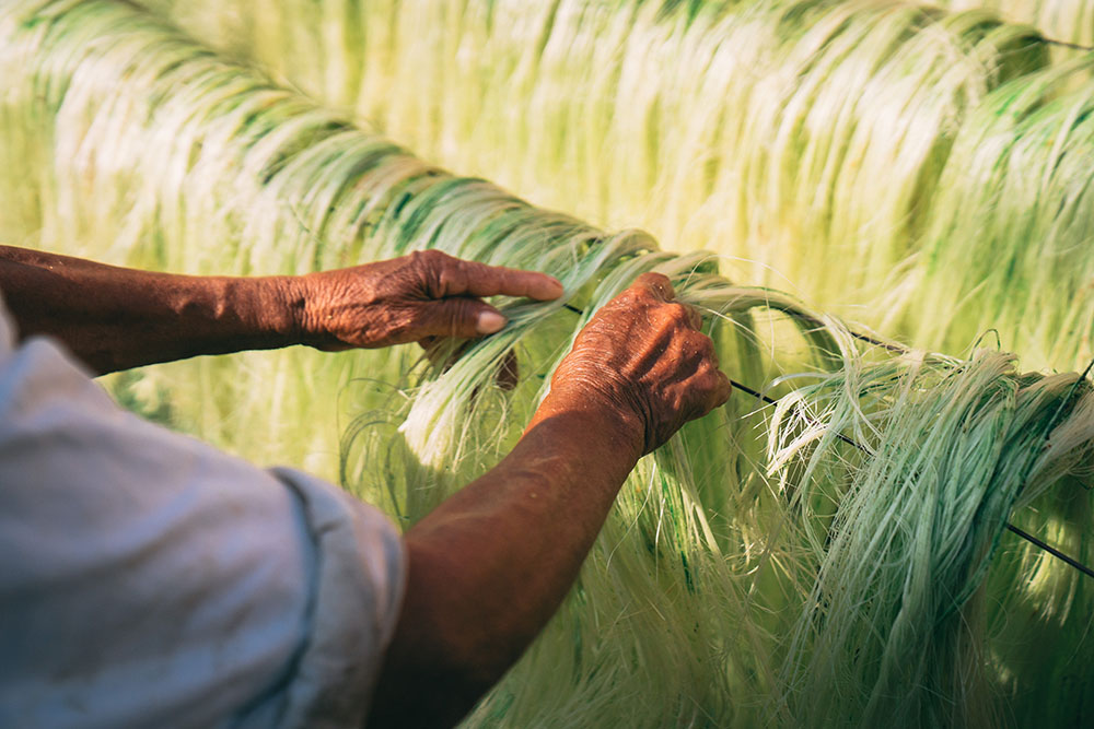 A woman working with henequen